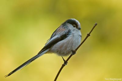 Staartmees - Long-tailed tit - Aegithalos caudatus