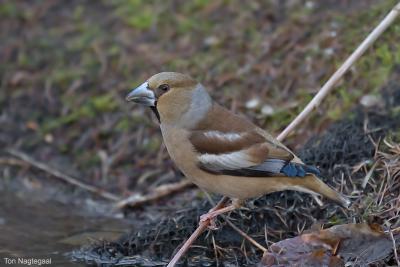Appelvink - Hawfinch - Coccothraustes coccotraustes