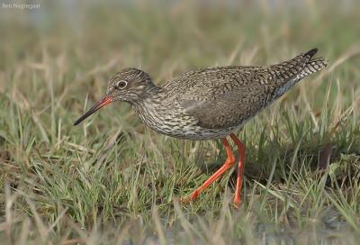 Tureluur - Redshank - Tringa totanus