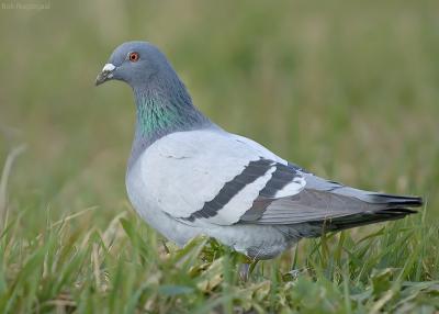 Stadsduif - Feral pigeon - Columba livia domestica