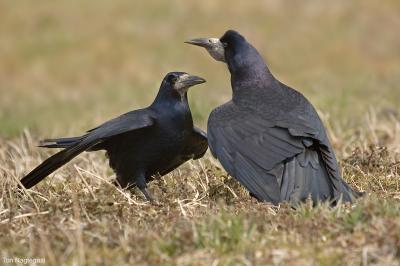 Roek -  Rook - Corvus frugilegus