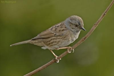 Heggemus - Dunnoch - Prunella modularisa