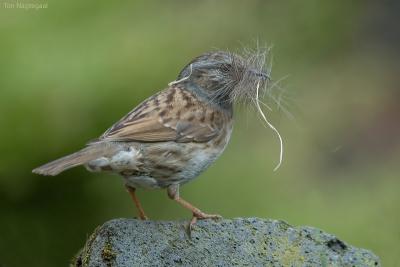 Heggemus - Dunnoch - Prunella modularisa