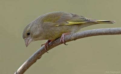 Groenling - Greenfinch - Chloris chloris