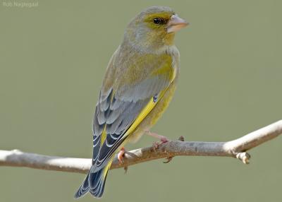 Groenling - Greenfinch - Chloris chloris