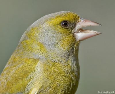 Groenling - Greenfinch - Chloris chloris