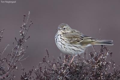 Graspieper - Meadow Pipit -  Anthus pratensis