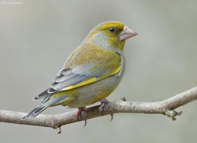 Groenling - Greenfinch - Chloris chloris