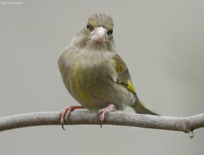 Groenling - Greenfinch - Chloris chloris