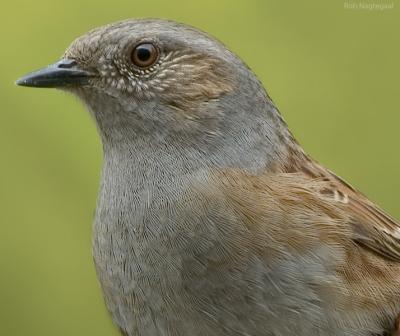 Heggemus - Dunnoch - Prunella modularisa