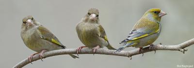 Groenling - Greenfinch - Chloris chloris