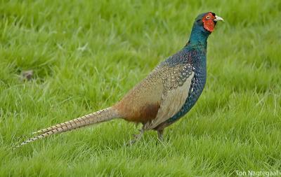 Fazant - Pheasant - Phasianus colchicus