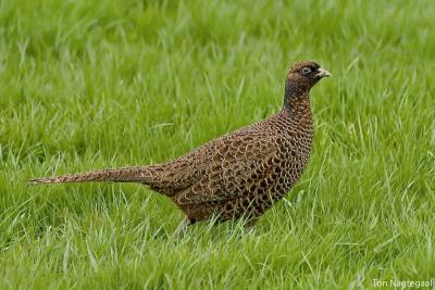 Fazant - Pheasant - Phasianus colchicus
