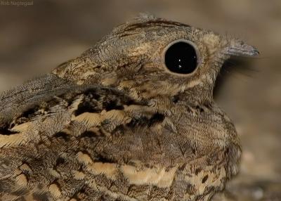 Langstaart nachtzwaluw - Long-tailed Nightjar - Caprimulgus climacurus