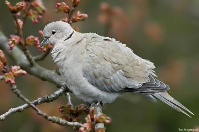 Turksetortel - Collared dove - Streptopelia decaocto