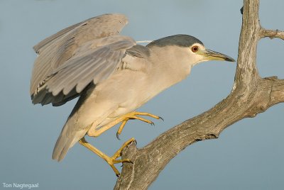 Kwak - Blackcrowned Night-heron - Nycticorax nycticorax