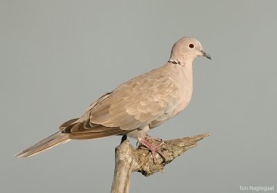 Turksetortel - Collared dove - Streptopelia decaocto