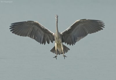 Blauwe reiger - Grey Heron - Ardea cinerea