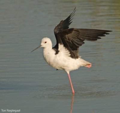 Steltkluut - Blackwinged stilt - Himantopus Homantopus