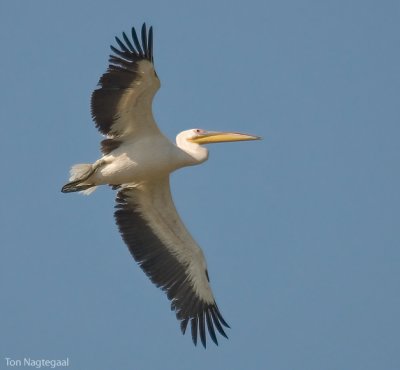 Roze pelikaan - Great White Pelican - Pelecanus onocrotalus