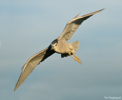 Kwak - Blackcrowned Night-heron - Nycticorax nycticorax