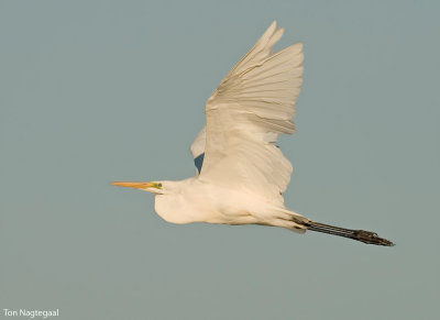 Grote zilverreiger - Great egret - Egretta alba