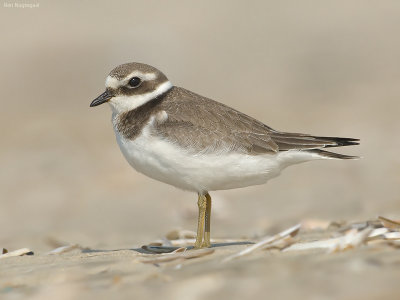 Bontbekplevier - Ringed plover - Charadrius hiaticula