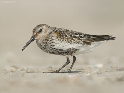 Bonte strandloper - Dunlin - Calidris alpina