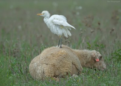 Koereiger - Western Cattle Egret - Bunulcus Ibis