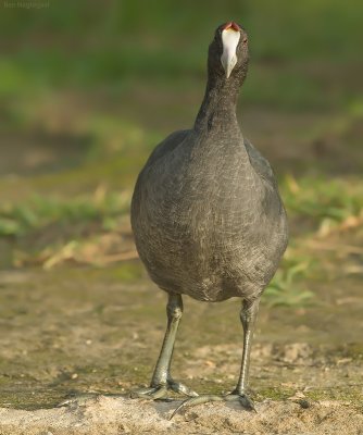 Knobbelmeerkoet - Red-knobbed Coot  -  Fulica cristata