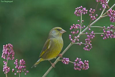 Groenling - Greenfinch - Chloris chloris