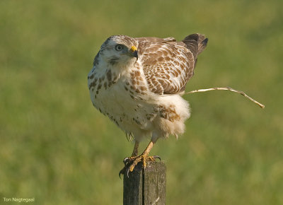 Buizerd - Buzzard - Buteo buteo