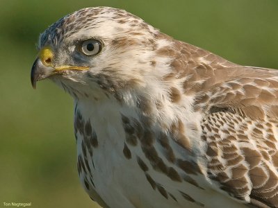 Buizerd - Buzzard - Buteo buteo