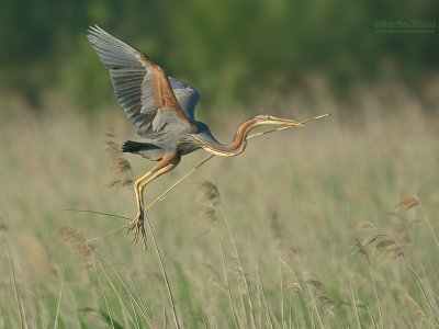 Purperreiger - Purple Heron - Ardea purpurea