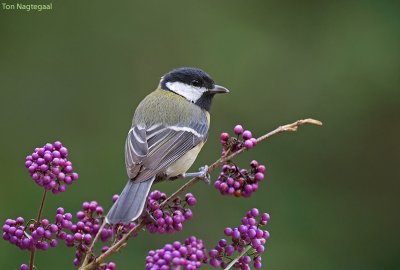 Koolmees - Great tit - Parus major