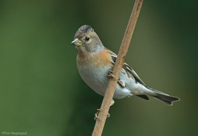 Keep - Brambling - Fringilla Montifringilla