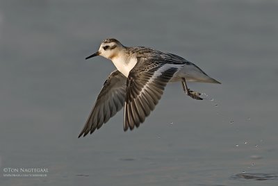 Rosse Franjepoot - Grey Phalarope - Phalaropus fulicarius