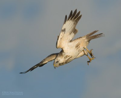 Buizerd - Buzzard - Buteo buteo