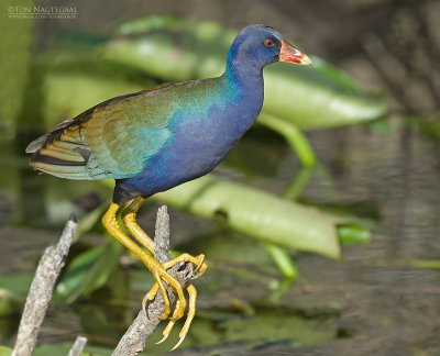 Amerikaans purperhoen - American purple gallinule - Porphyrio martinica