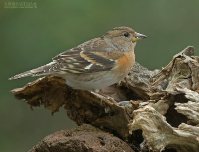 Keep - Brambling - Fringilla Montifringilla