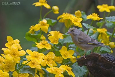 Groenling - Greenfinch - Chloris chloris