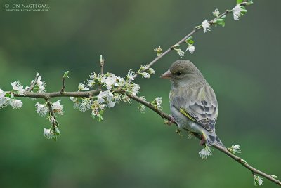 Groenling - Greenfinch - Chloris chloris