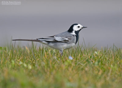Wittekwikstaart - White wagtail - Motacilla alba