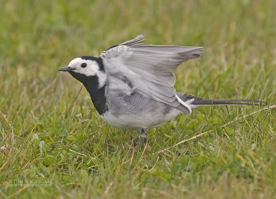 Wittekwikstaart - White wagtail - Motacilla alba