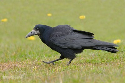 Roek - Rook - Corvus frugilegus
