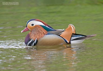 Mandarijneend - Manderin duck - Aix galericulata