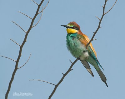 Europese Bijeneter - European Bee-eater - Merops apiaster