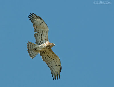 Slangenarend - Short-toed Eagle - Circaetus gallicus