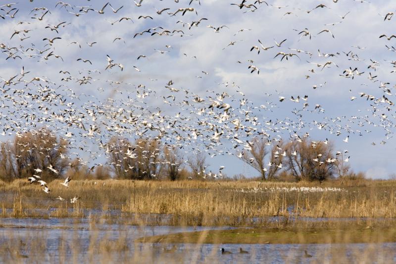 Birds-20051228023.jpg