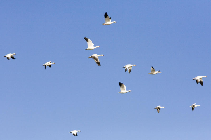 Birds-20051228024.jpg
